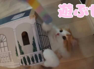 セリアの猫用おもちゃで遊び倒す蘭丸くん【マンチカン】