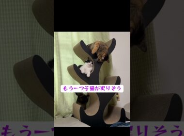 豊作！猫のなる木に子猫たちが実る秋 #cat  #猫  #ねこ  #保護猫 #cute #猫のいる暮らし #子猫 #shorts  #こねこ