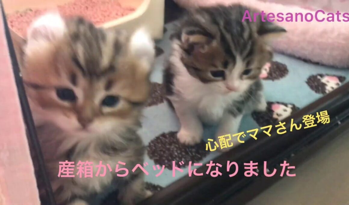 キンカロー(マンチカン×アメリカンカール) 子猫 生後1カ月