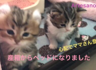 キンカロー(マンチカン×アメリカンカール) 子猫 生後1カ月