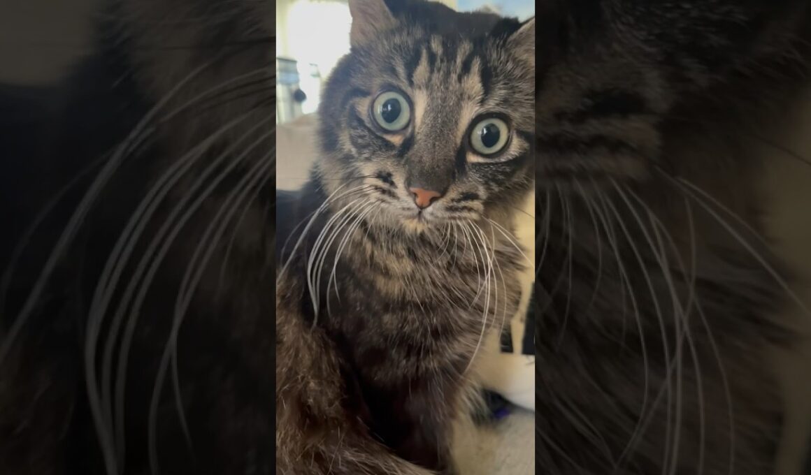 HE’S BLIND #cat #cuteanimals #kitten #cutecats #cute #blind #funnypets