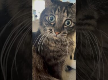 HE’S BLIND #cat #cuteanimals #kitten #cutecats #cute #blind #funnypets