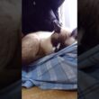 シャム猫さん#猫#ねこ#シャム猫#cat#Shorts