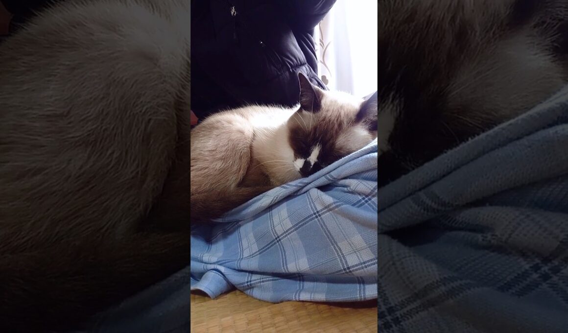 シャム猫さん#猫#ねこ#シャム猫#cat#Shorts