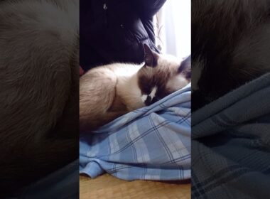 シャム猫さん#猫#ねこ#シャム猫#cat#Shorts