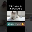 #shorts #ラグドール #子猫 #甘えん坊猫 #ぬいぐるみ猫 #もふもふ #ragdollcat