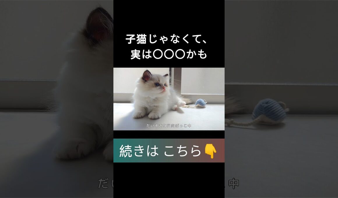 #shorts #ラグドール #子猫 #甘えん坊猫 #ぬいぐるみ猫 #もふもふ #ragdollcat