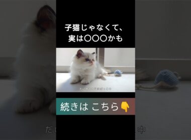 #shorts #ラグドール #子猫 #甘えん坊猫 #ぬいぐるみ猫 #もふもふ #ragdollcat