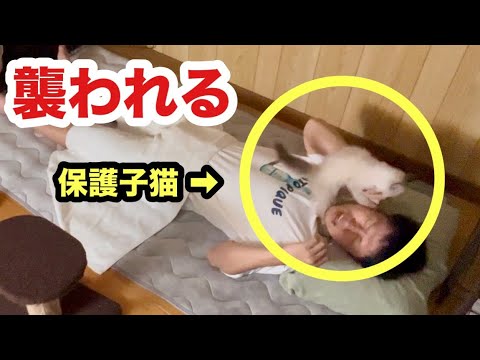 初めて子猫と寝たらめちゃくちゃに襲ってきました