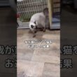 あのー、シャム猫だよね⋯?#シャム猫 #猫 #shorts