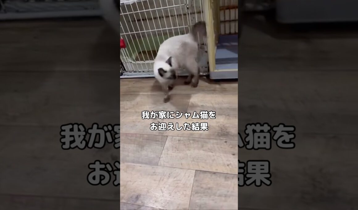 あのー、シャム猫だよね⋯?#シャム猫 #猫 #shorts