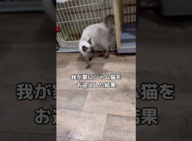 あのー、シャム猫だよね⋯?#シャム猫 #猫 #shorts