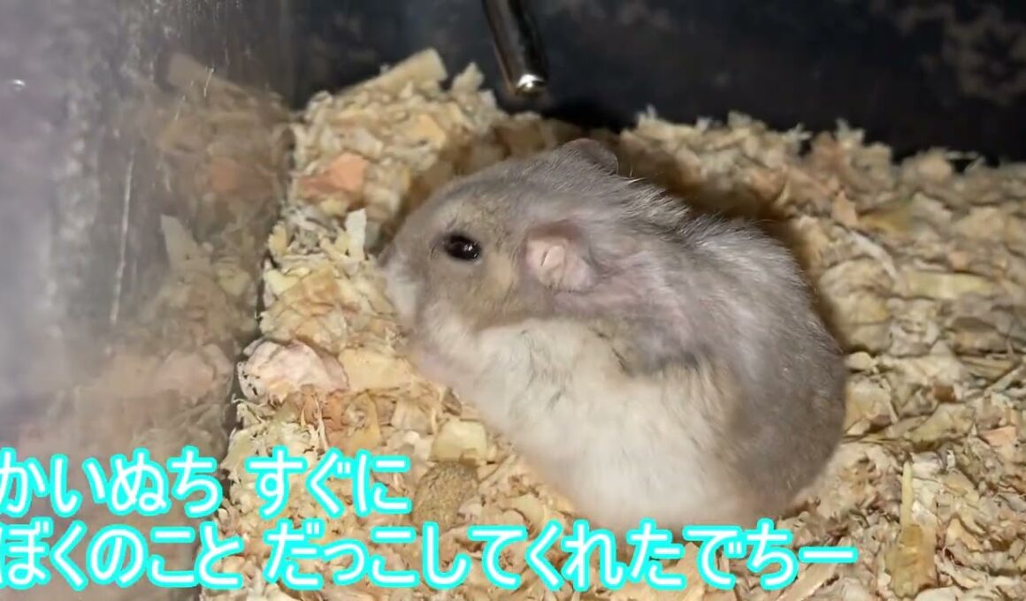 【ハムスター】ご報告～ジャンガリアンハムスター～