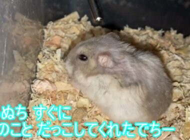【ハムスター】ご報告～ジャンガリアンハムスター～