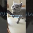 シャルトリューとブリティッシュショートヘアの子猫 #ブリティッシュショートヘア #シャルトリュー  #猫好き