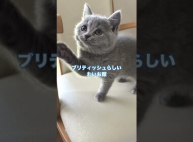 シャルトリューとブリティッシュショートヘアの子猫 #ブリティッシュショートヘア #シャルトリュー  #猫好き