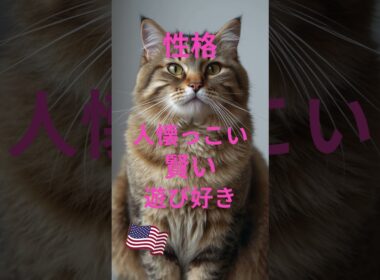 アメリカン ボブテイル #好きな子猫 #猫 #cat #猫のいる暮らし #子ネコ #猫のいる生活 #猫好きさんと繋がりたい #元気お届け #元気になる動画