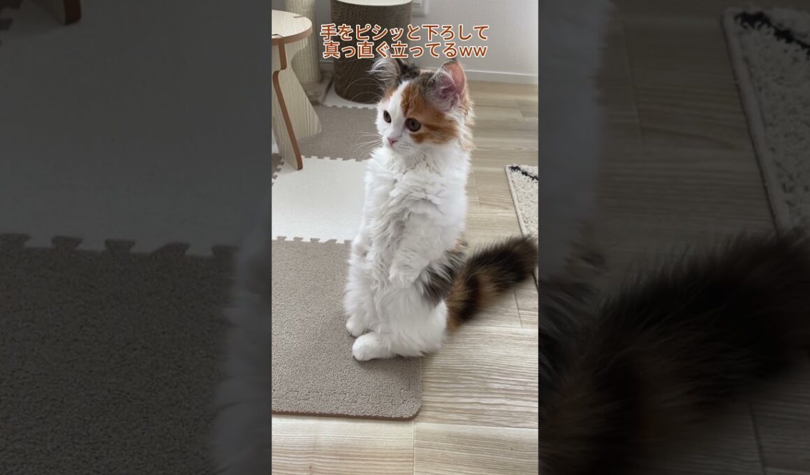 【子猫Ver.】これが噂の短足マンチカン立ちか!!