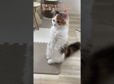 【子猫Ver.】これが噂の短足マンチカン立ちか!!