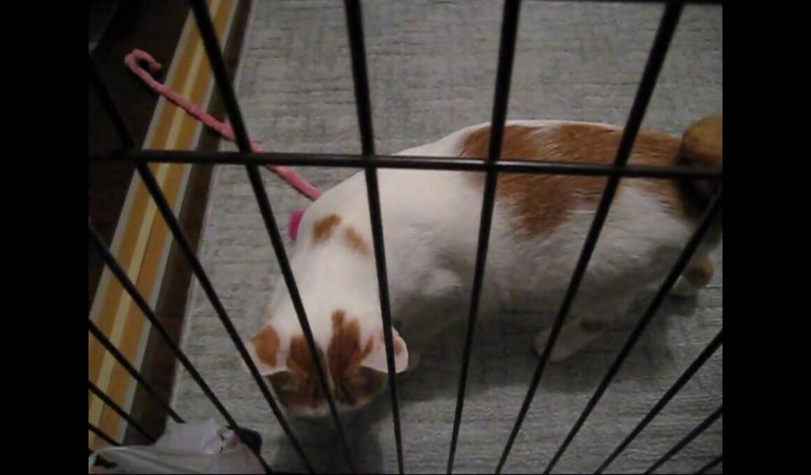 寂しかったぞ～　～Japanese Bobtail ～