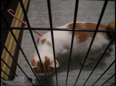 寂しかったぞ～　～Japanese Bobtail ～