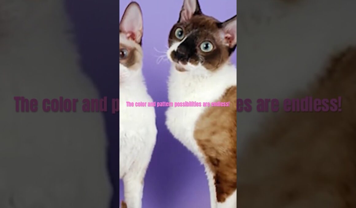 Cornish Rex Characteristics #shorts #cornishrex #cat #fyp #youtubeshorts