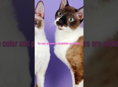 Cornish Rex Characteristics #shorts #cornishrex #cat #fyp #youtubeshorts