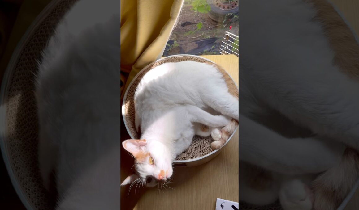 「僕もいるよ！！」が可愛すぎた。 #cat #日本猫 #保護猫