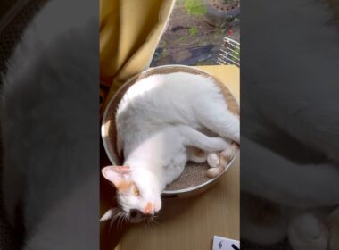 「僕もいるよ！！」が可愛すぎた。 #cat #日本猫 #保護猫