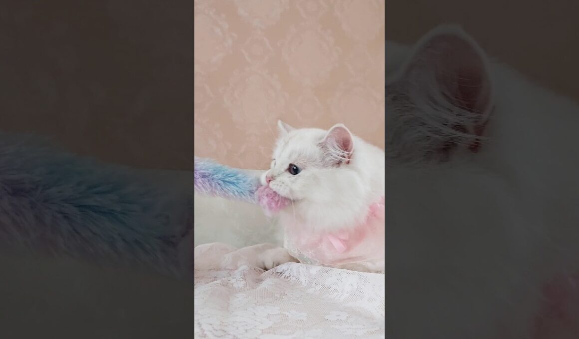 おもちゃを離さない猫