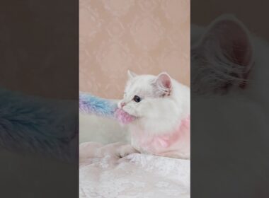 おもちゃを離さない猫