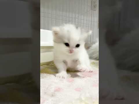 スコティッシュフォールド シルバーパッチドタビー&ホワイト（ロング（セミロング））の女の子♡