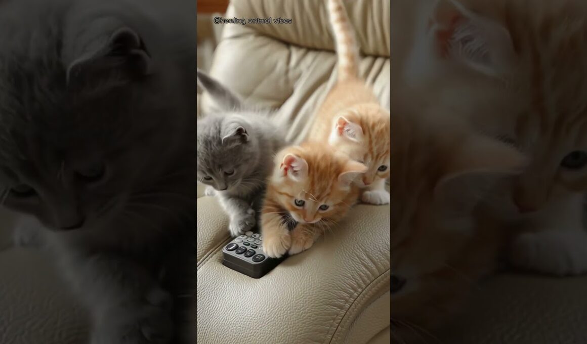 リクライナー操作を勉強中の子猫たち📖🐾