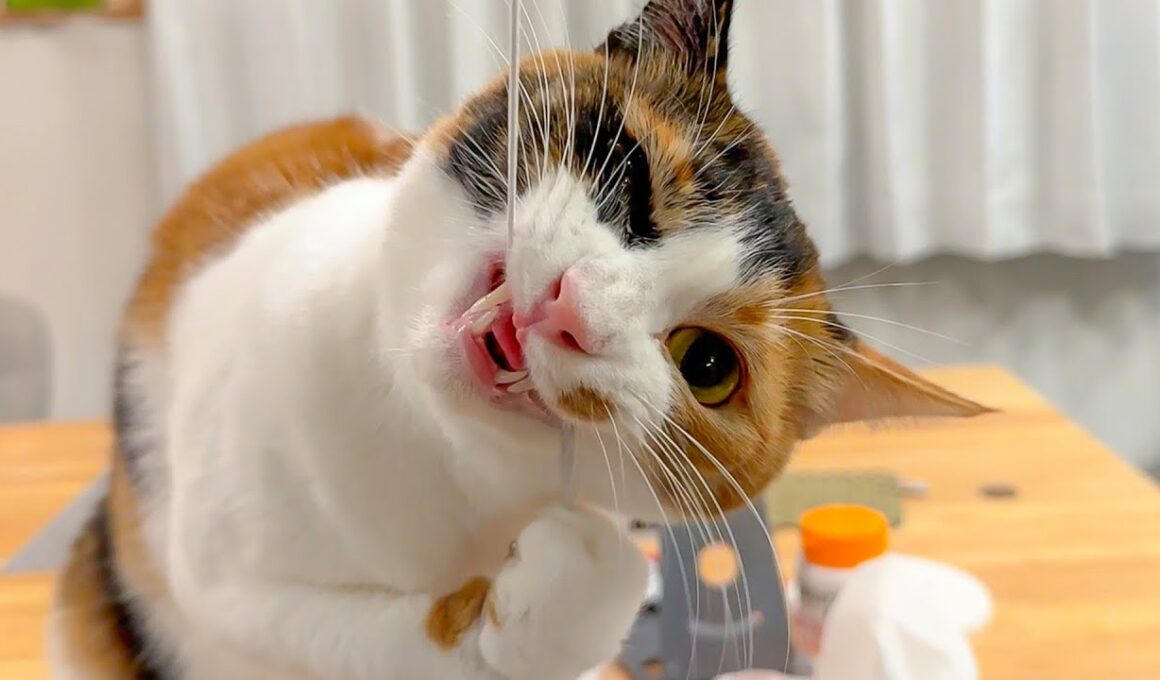 こんな顔してますがとっても喜んでいます。