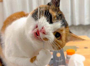 こんな顔してますがとっても喜んでいます。