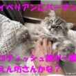 サイベリアンにバーマンにスコティッシュ 誰が一番甘えん坊さんかな?
