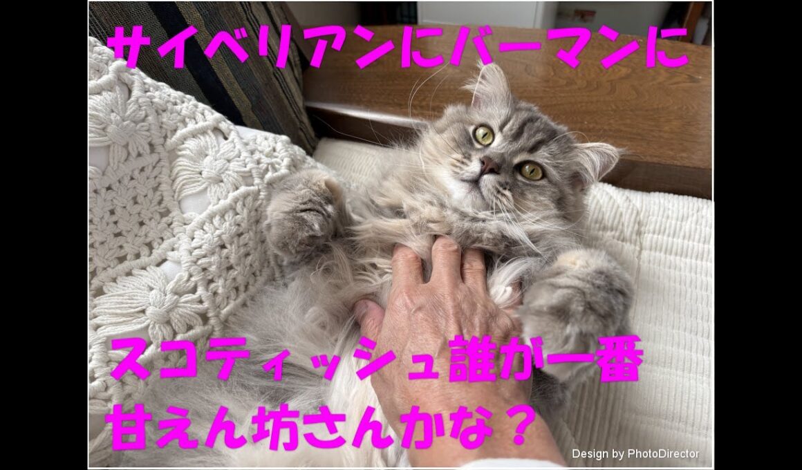 サイベリアンにバーマンにスコティッシュ 誰が一番甘えん坊さんかな?