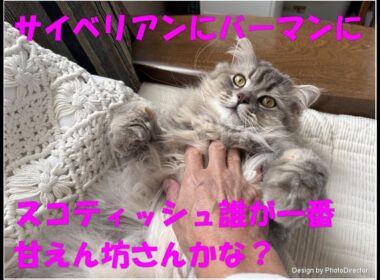 サイベリアンにバーマンにスコティッシュ　誰が一番甘えん坊さんかな？