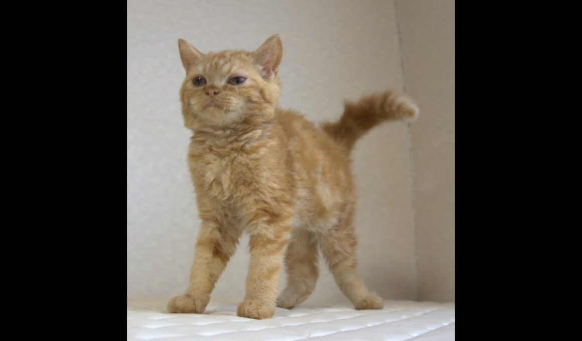 セルカークレックス子猫　Selkirk Rex　2025.5.28産まれ　レッドタビー　巻き毛　男の子　シーダキャット猫のお店