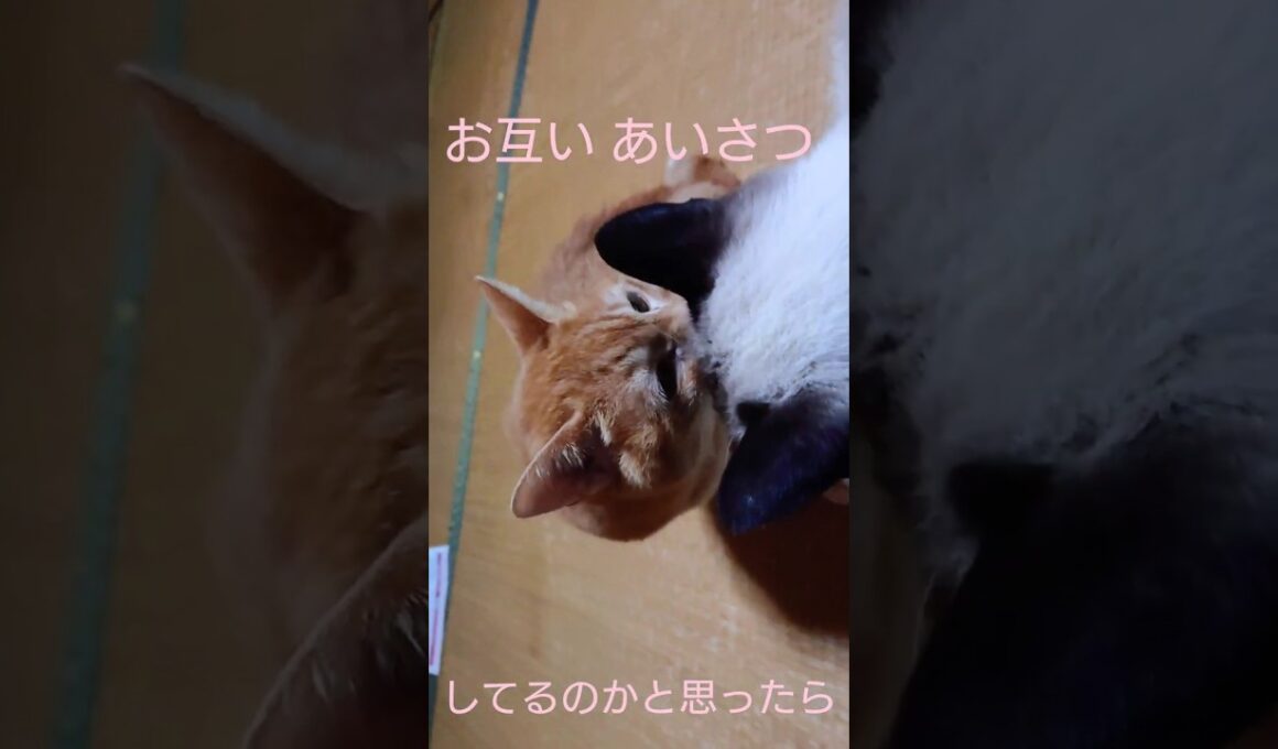 理不尽#シャム猫#茶トラ#猫#cat#shorts