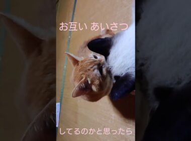 理不尽#シャム猫#茶トラ#猫#cat#shorts