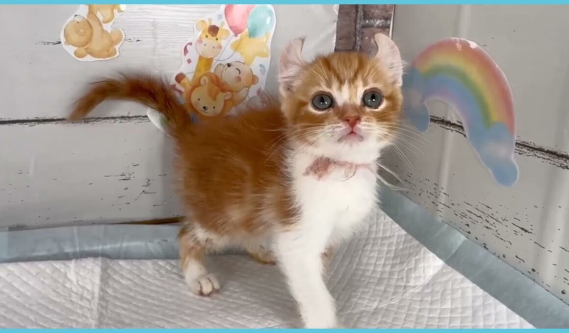 Coo&RIKU　No.00727587 アメリカンカール