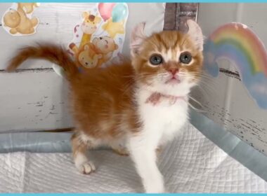 Coo&RIKU　No.00727587 アメリカンカール