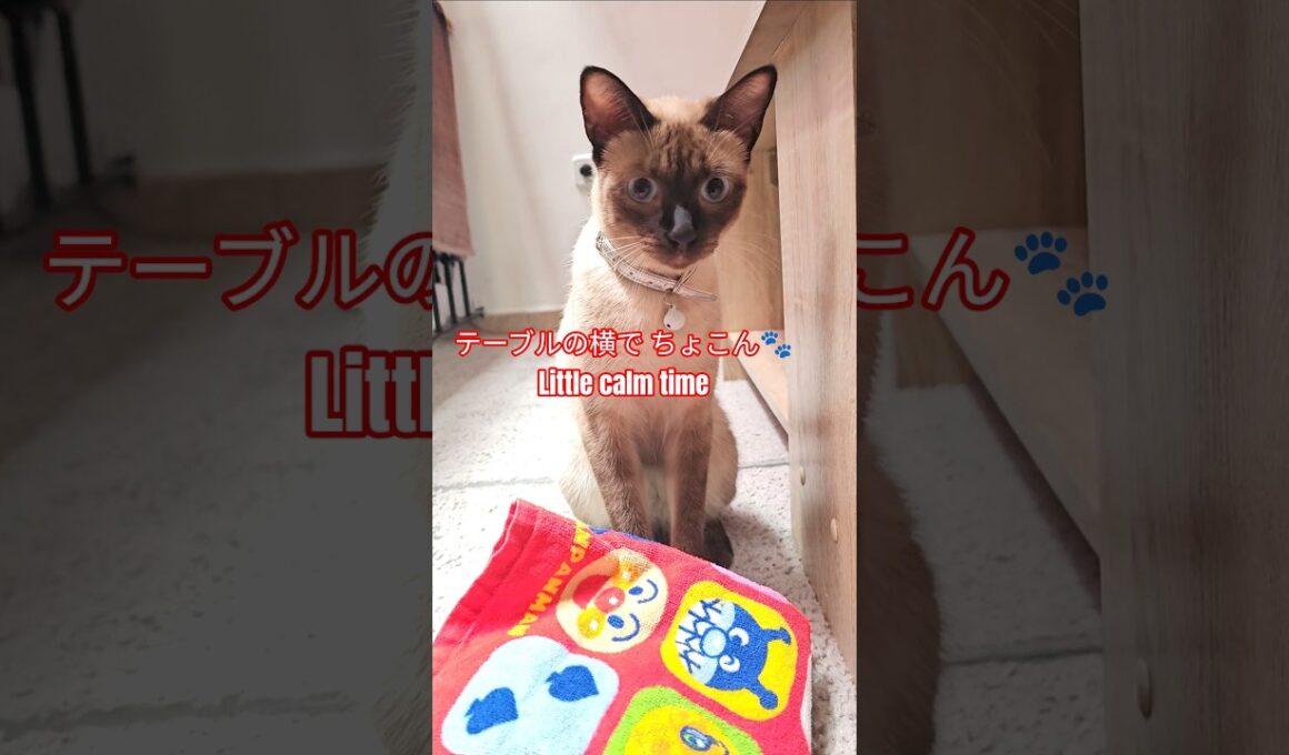 【シャム猫】おすわりして周りを観察する静かな瞬間｜Cute & Calm Moment　 #cute #showts #cat #siamés