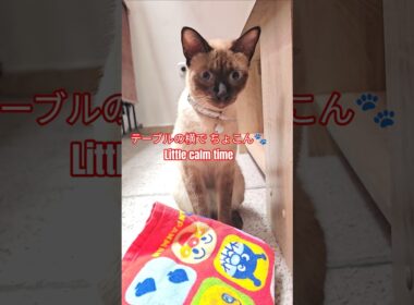 【シャム猫】おすわりして周りを観察する静かな瞬間｜Cute & Calm Moment　 #cute #showts #cat #siamés