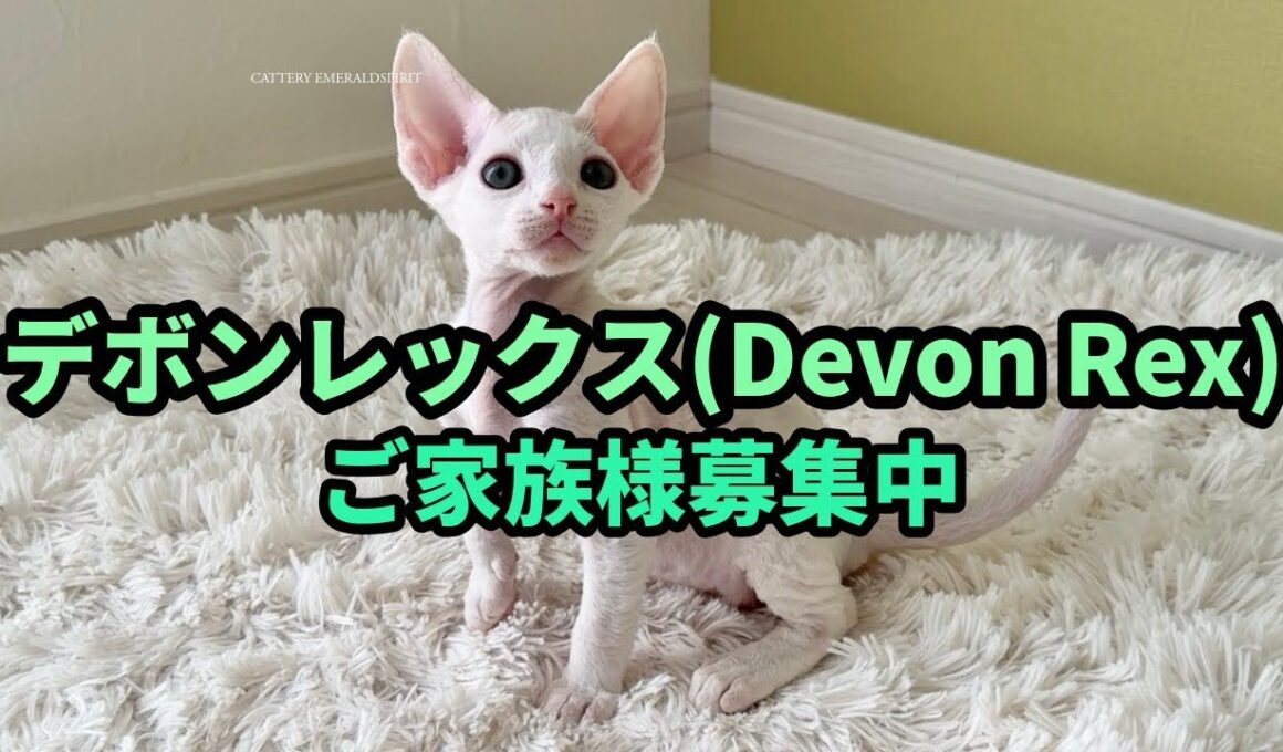 【デボンレックス🐾子猫】ご家族様募集中🐾 2025年9月5日生まれ、男の子、ホワイト、巻き毛。巻き毛は成長に伴い生え揃います。 #デボンレックス #デボンレックス子猫 #デボンレックスブリーダー #猫