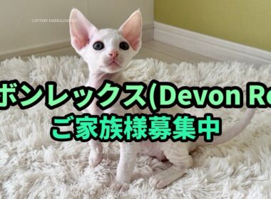 【デボンレックス🐾子猫】ご家族様募集中🐾 2025年9月5日生まれ、男の子、ホワイト、巻き毛。巻き毛は成長に伴い生え揃います。 #デボンレックス #デボンレックス子猫 #デボンレックスブリーダー #猫