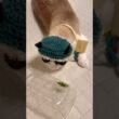バッタの観察は間近でガン見するのがルールなスノーシューにゃんこ #cat #猫のいる暮らし #shorts