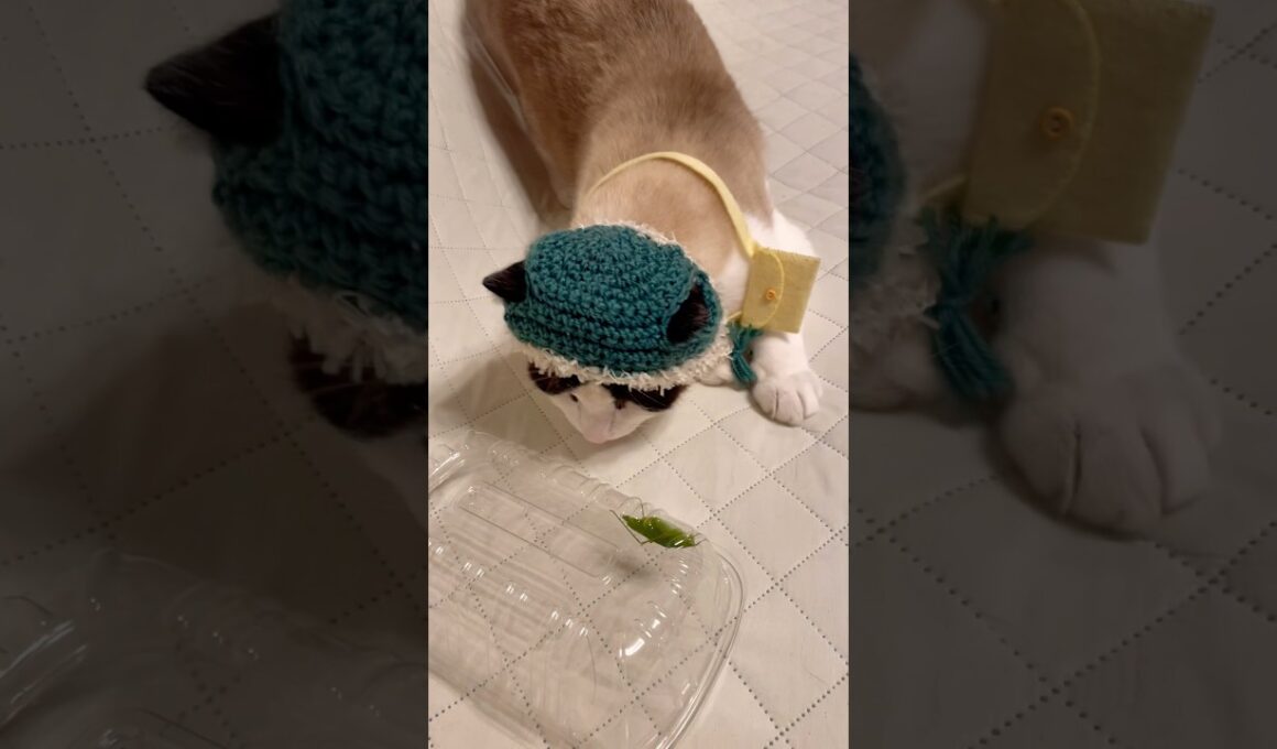 バッタの観察は間近でガン見するのがルールなスノーシューにゃんこ #cat #猫のいる暮らし #shorts