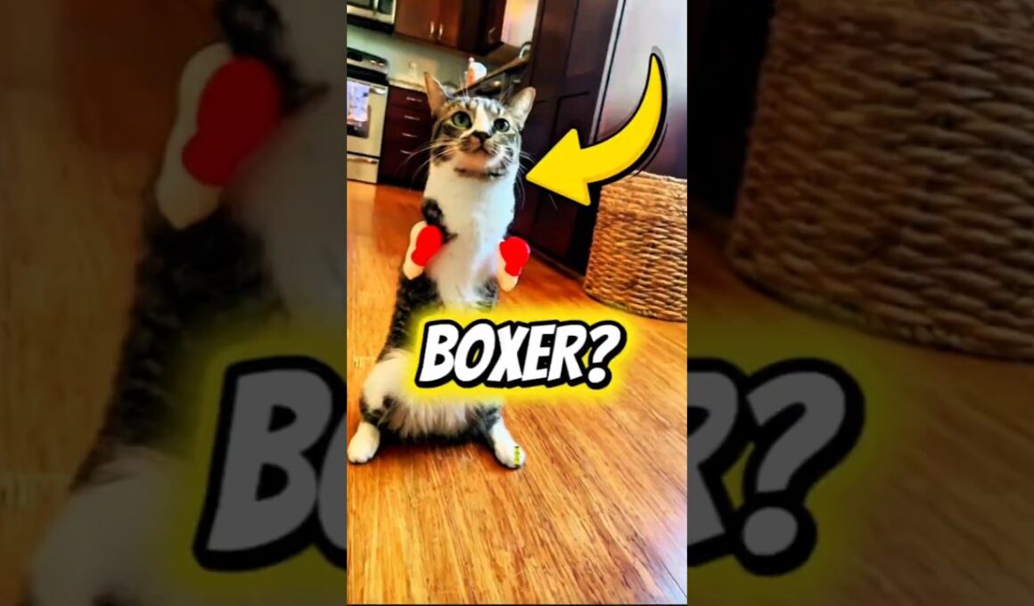 飼い主がヒンにしたことは信じられないでしょう🐈🦖 #shortsfeed #cat #pet #animalrescue